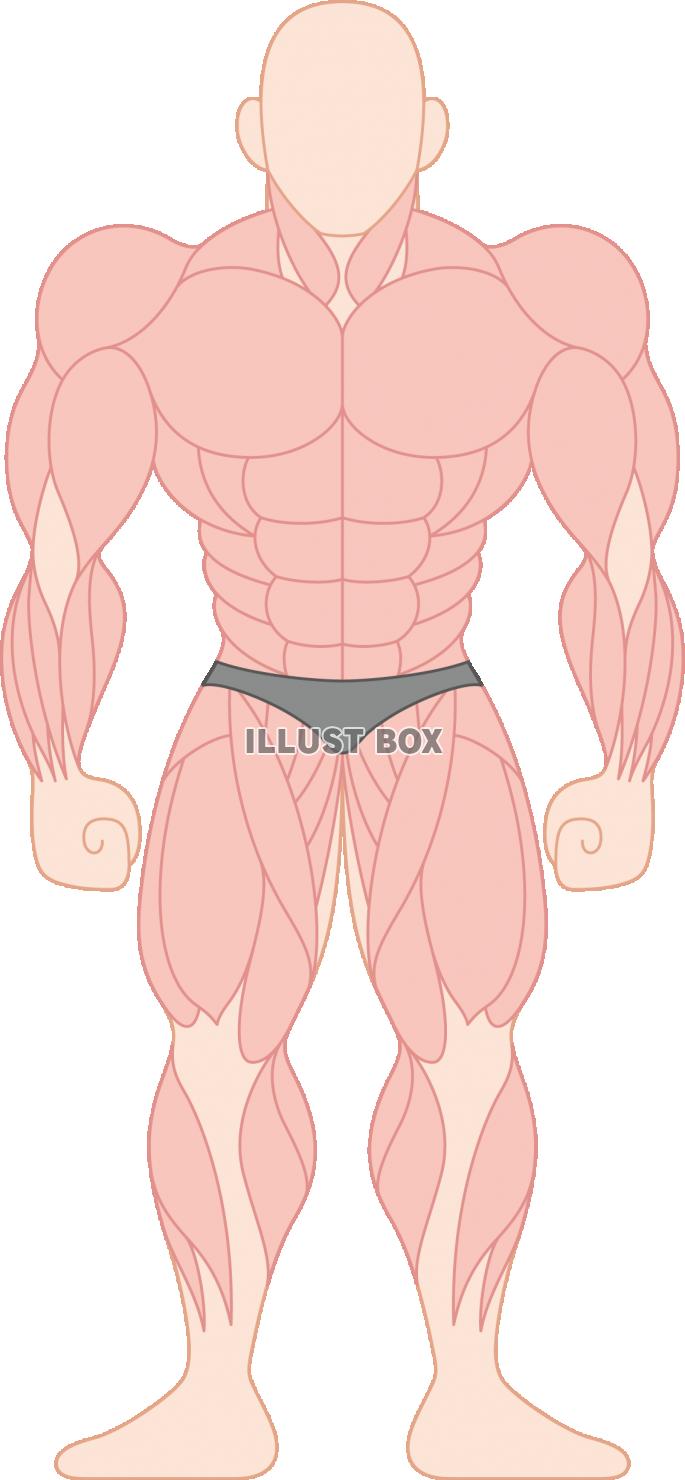 人間の筋肉の部位・種類　ボディビル　前面