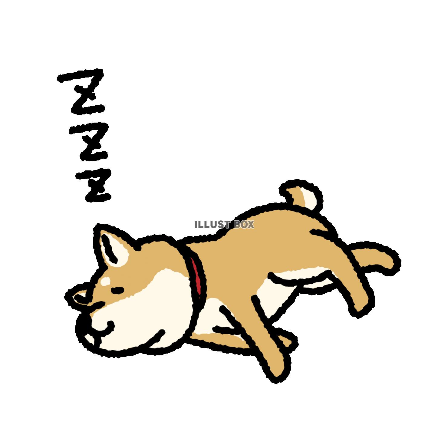 ぐっすり寝ていい夢見ているかわいい柴犬