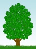 巨木壁紙画像シンプル樹木背景素材イラスト