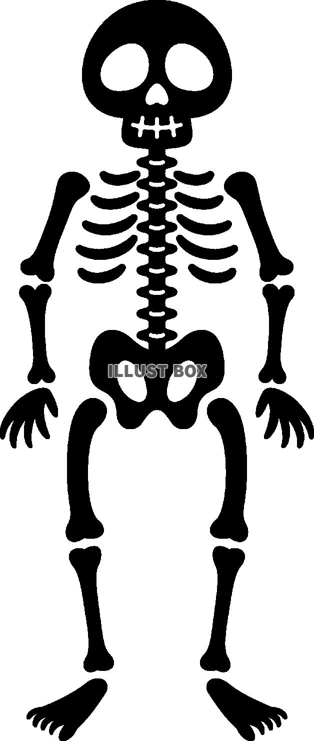 ガイコツの骨格標本のシルエット人間の骨