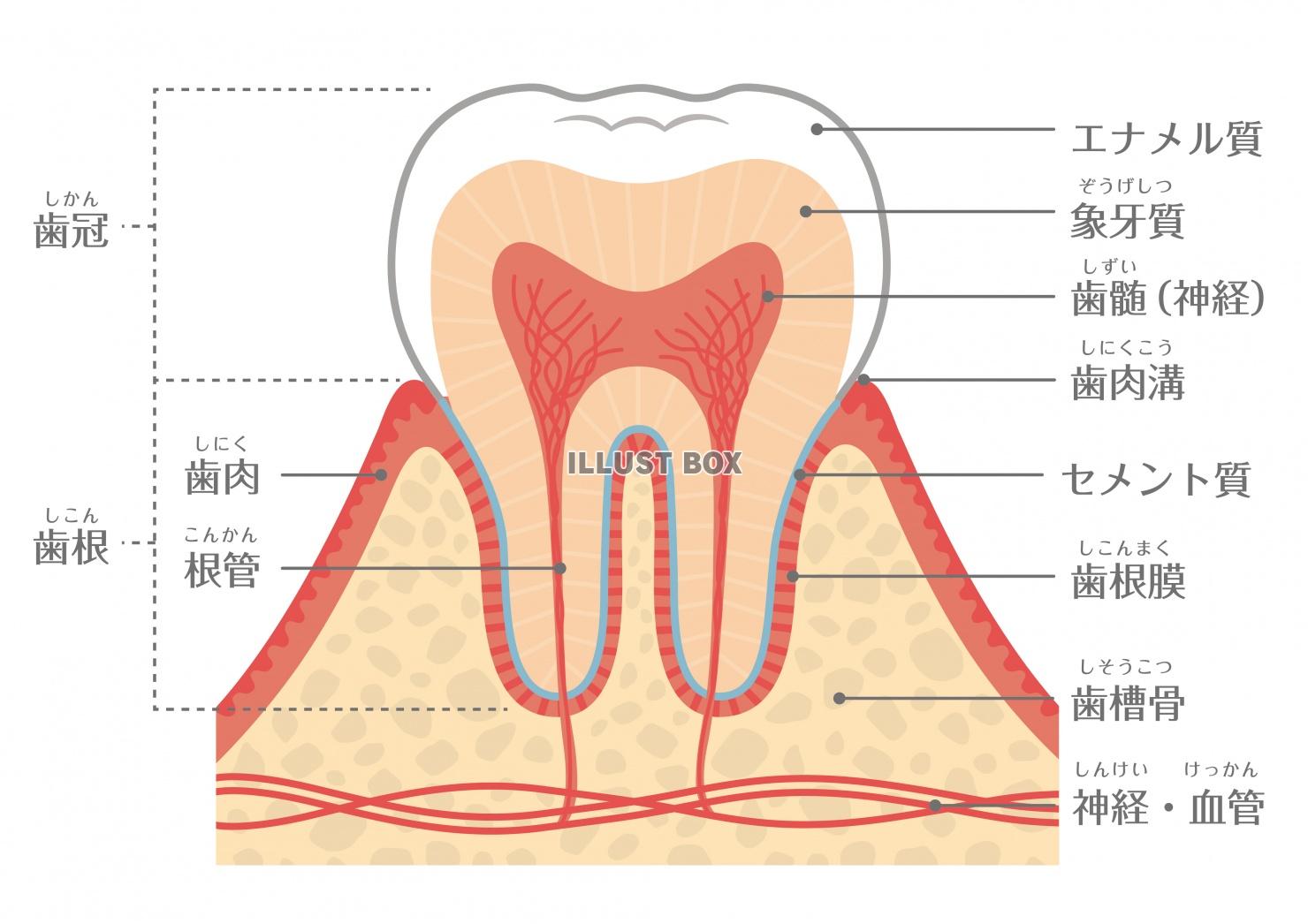 歯のイラスト★歯の構造★断面図★文字あり