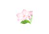 PNG素材　清楚な桜　花