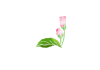 PNG 清楚な桜の蕾
