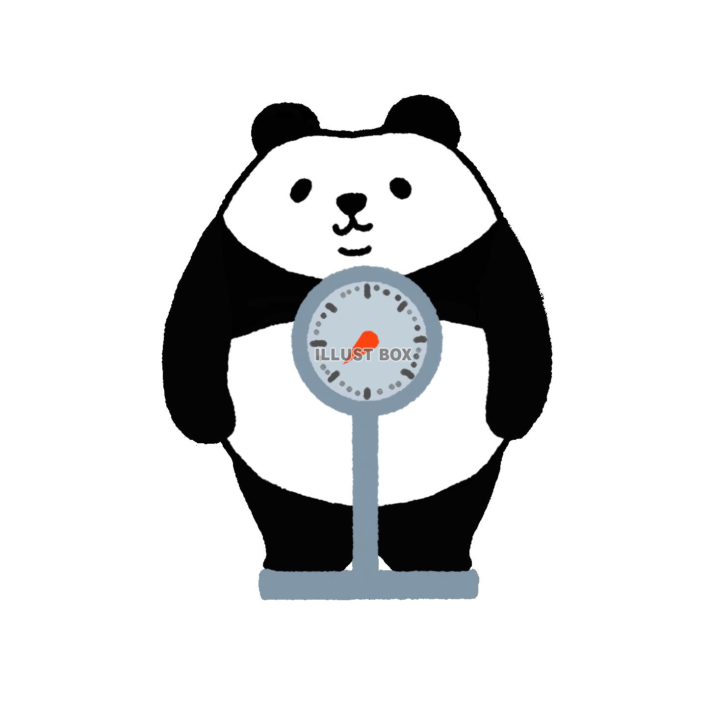 パンダシリーズ　身体測定　体重を測るパンダ