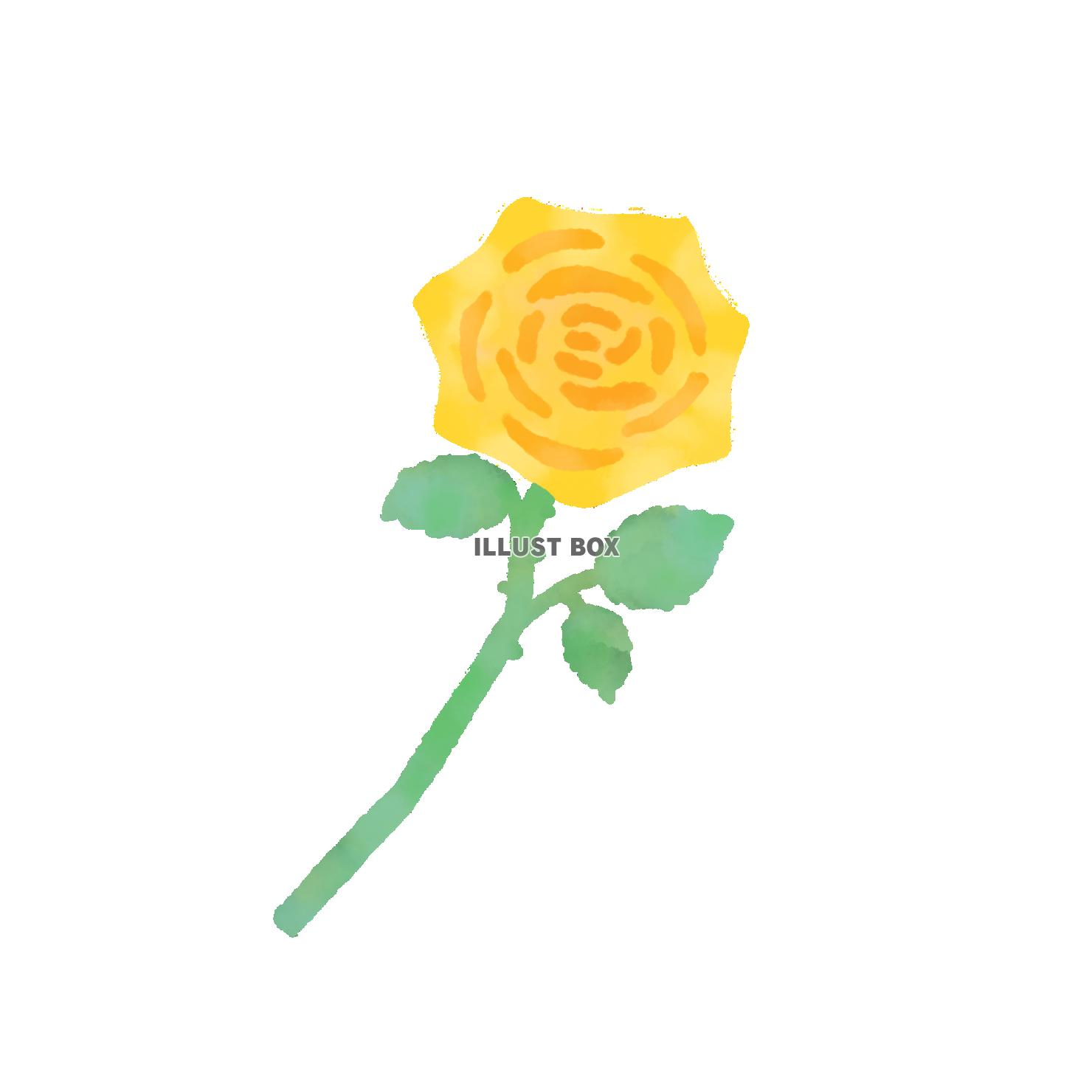 薔薇　黄色