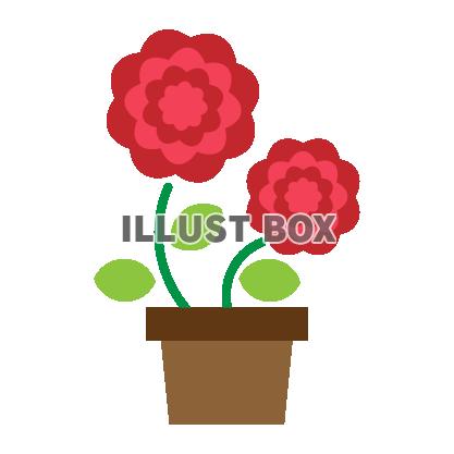 植木鉢に植えられた赤い花　カーネーション　バラ