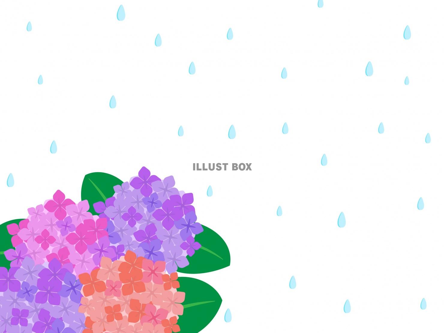 紫陽花と雨の背景02