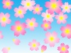 桜の花模様壁紙画像シンプル背景素材イラスト　