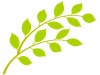 新緑の木の葉っぱ壁紙画像シンプル背景素材イラスト