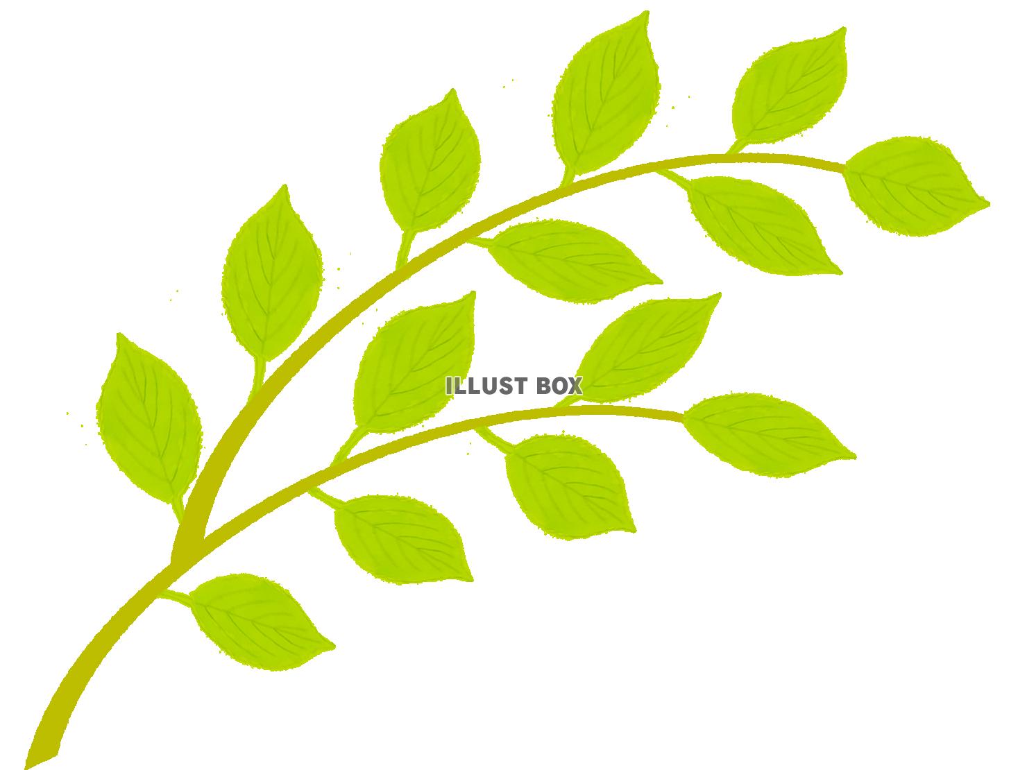 新緑の木の葉っぱ壁紙画像シンプル背景素材イラスト透過png