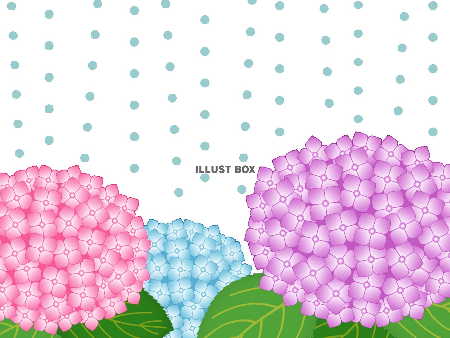 雨降りの紫陽花壁紙画像シンプル背景素材イラスト透過png