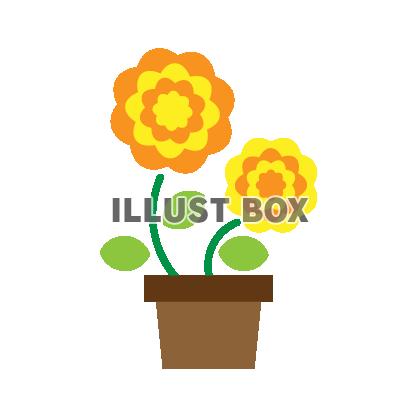 植木鉢に植えられた黄色い花　バラ