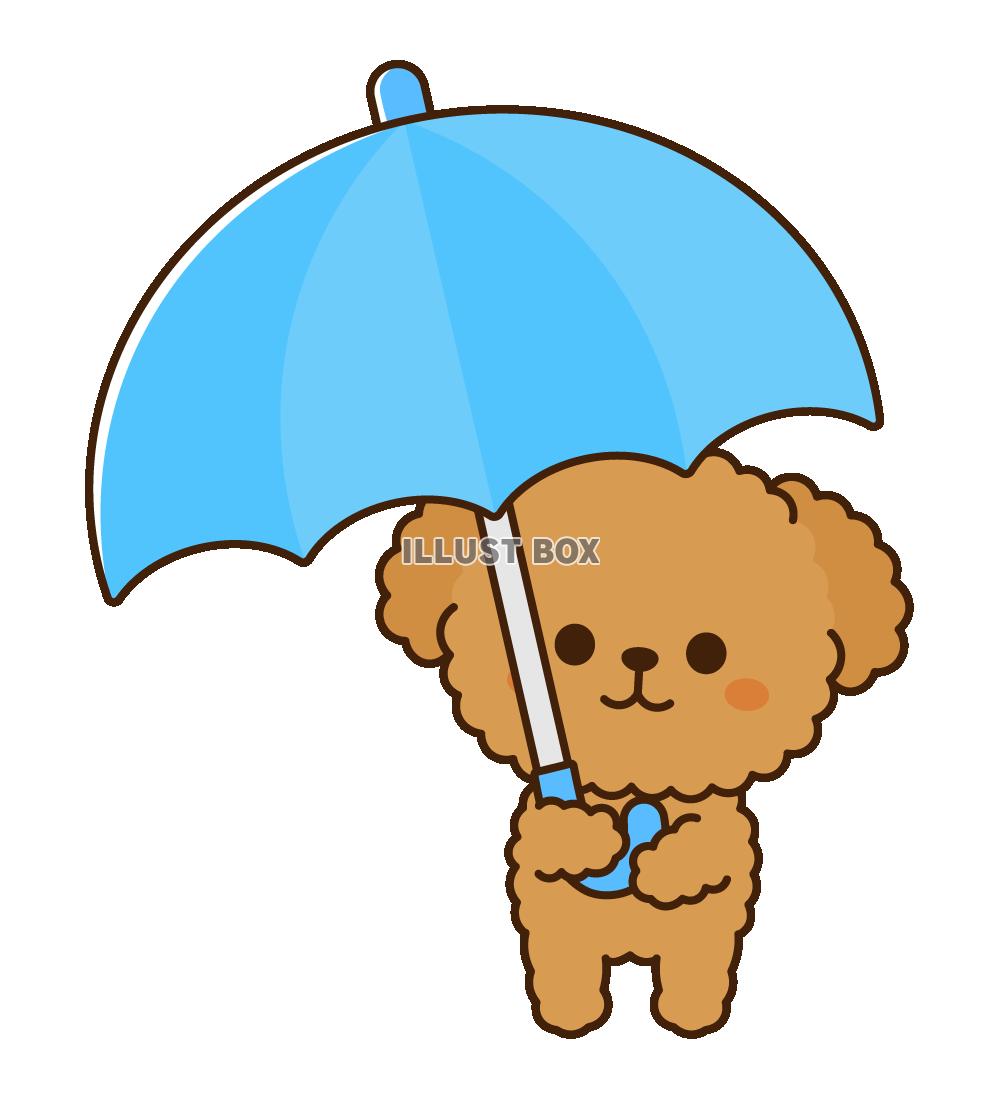 青い傘をさすトイプードル