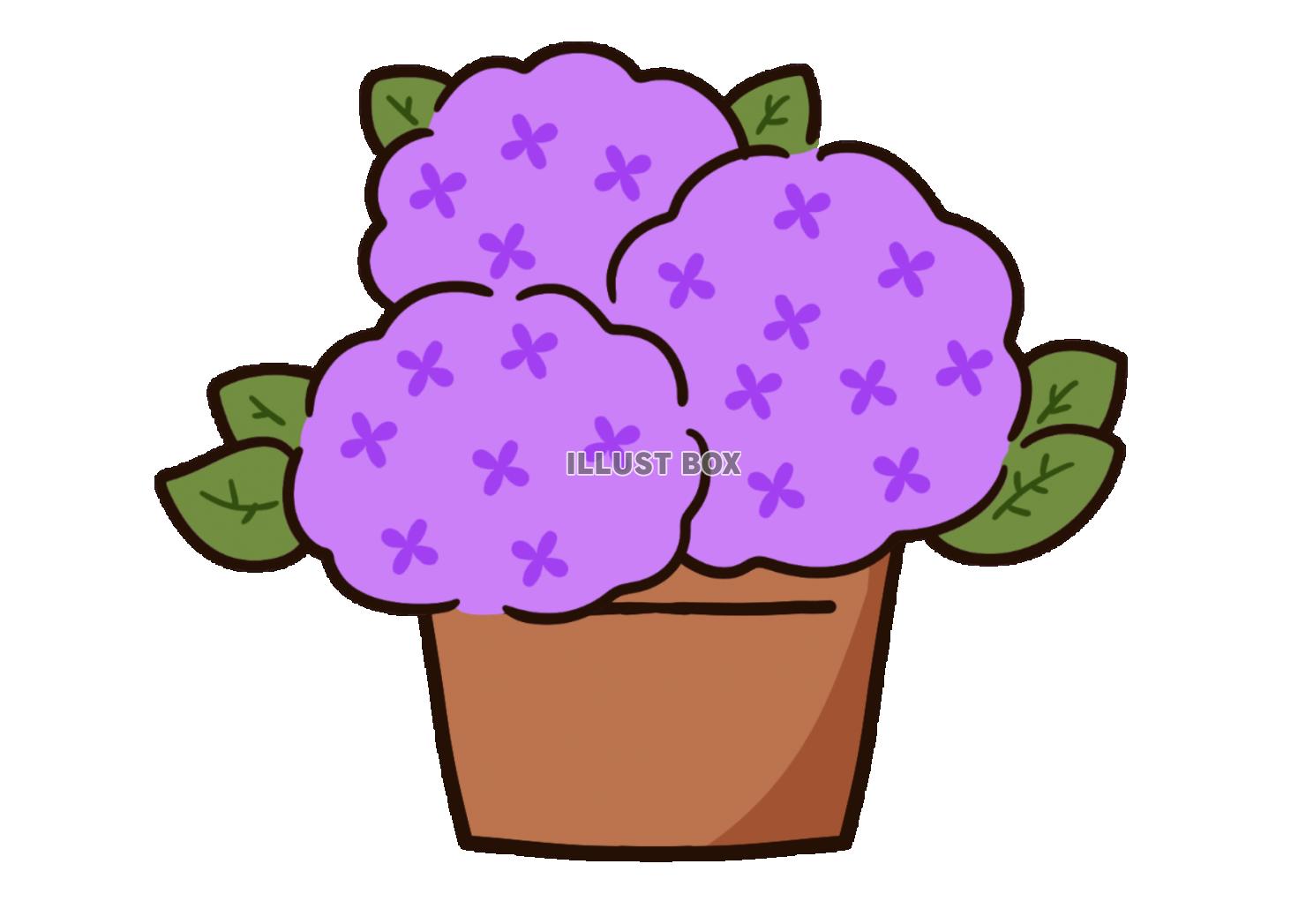 かわいい鉢植えのあじさい　紫