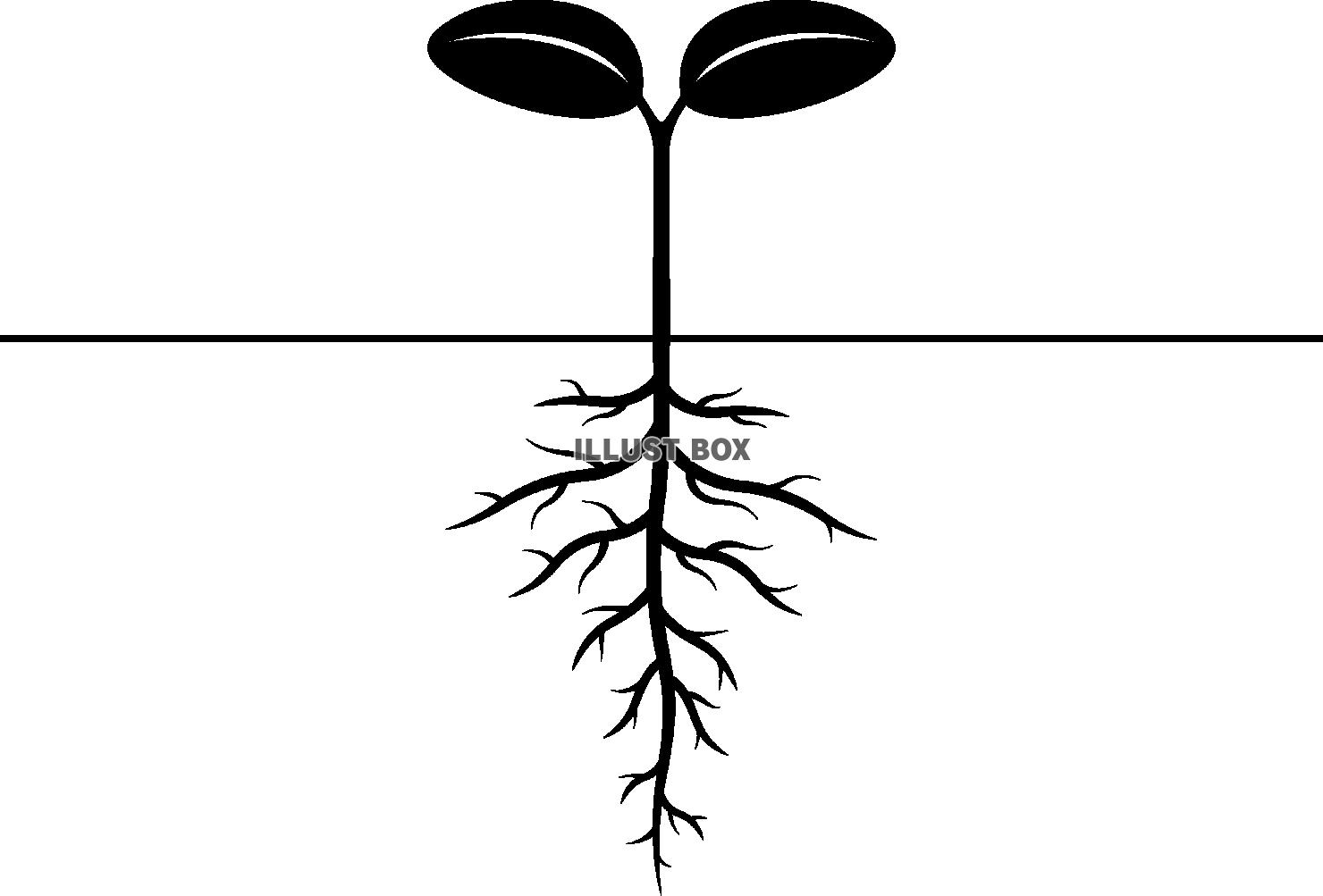 芽生えた植物の双葉と地中の根　モノクロ