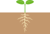 芽生えた植物の双葉と地中の根　カラー