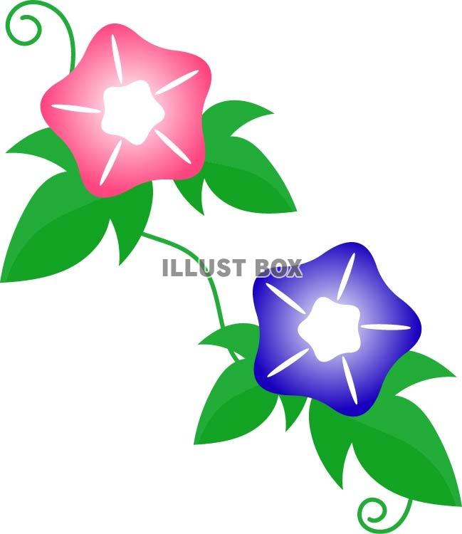 ピンク色と青色の美しいアサガオの花のワンポイントイラスト