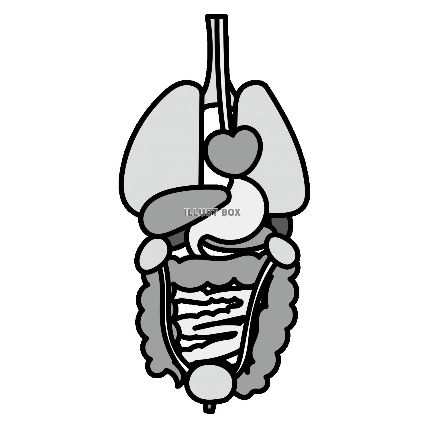 全身の内臓　体の仕組み　モノトーン（肺、心臓、肝臓、胃、膵臓...