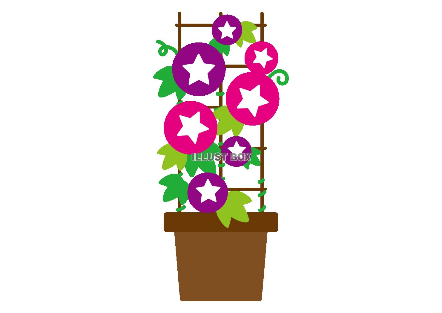 8_イラスト_夏・植物・ピンクと紫のアサガオの鉢植え・茶色