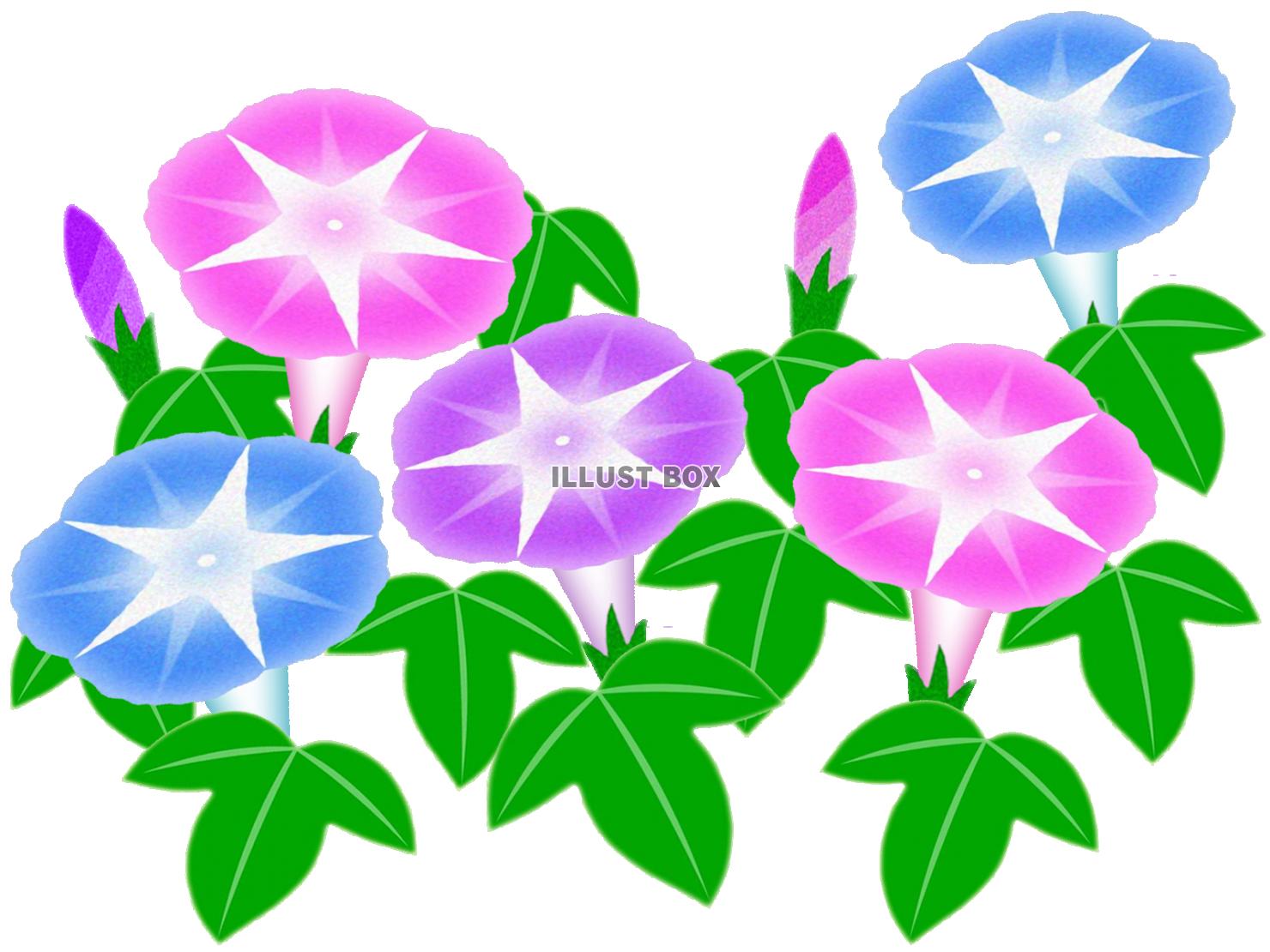 朝顔のお花模様壁紙画像シンプル背景素材イラストpng透過