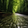 竹林と道 #01