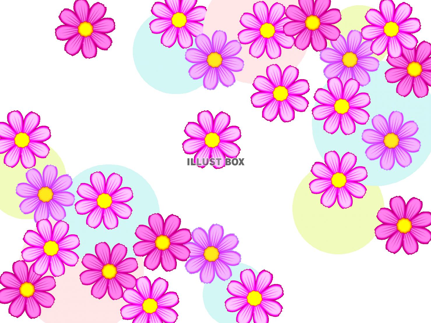 コスモスのお花模様壁紙シンプル背景素材イラスト透過png