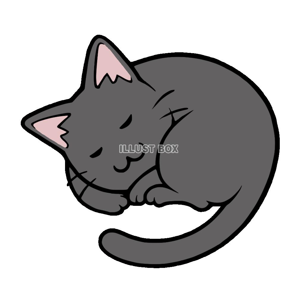 丸くなって寝る猫　黒猫