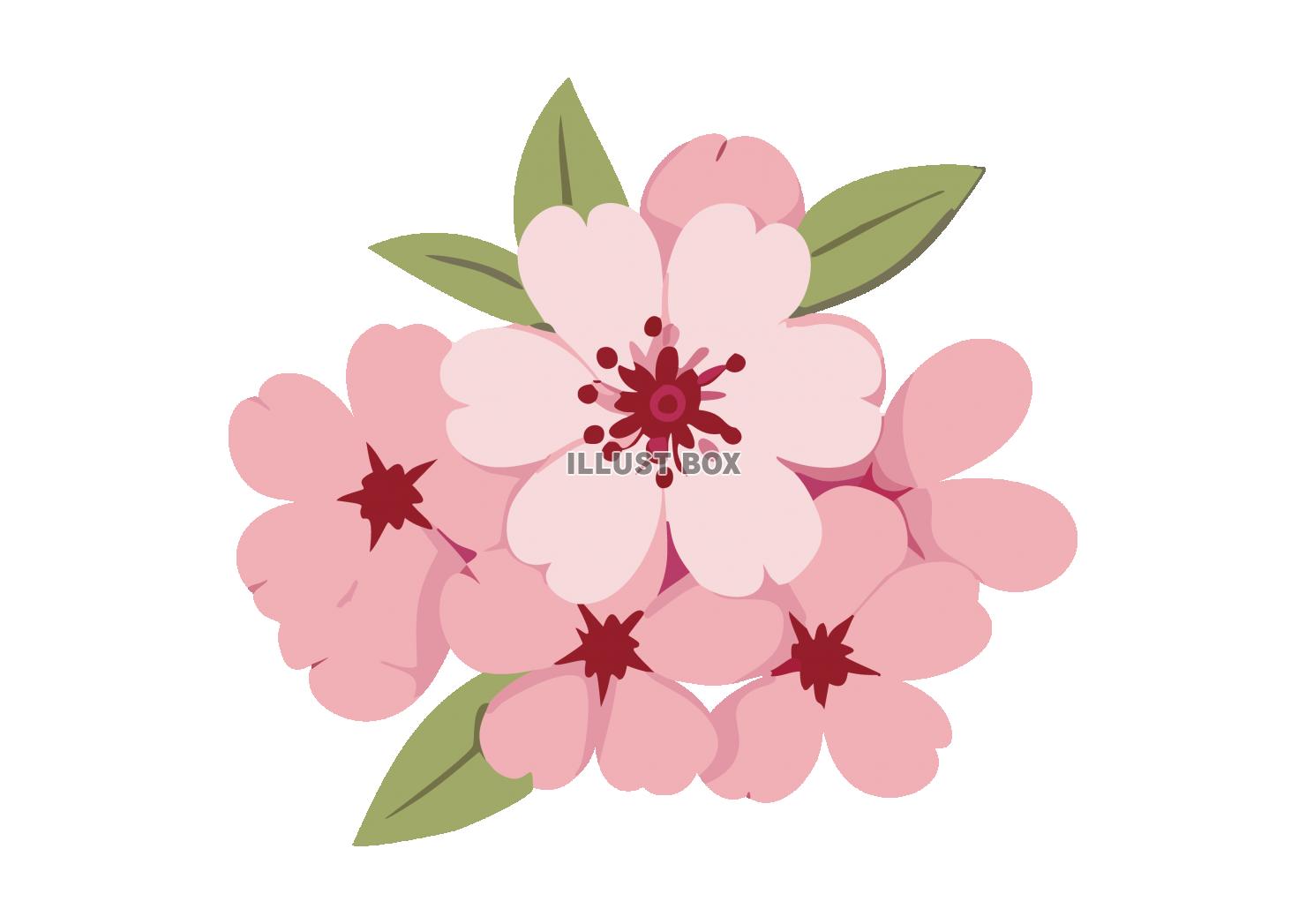 桜の花のイラスト素材