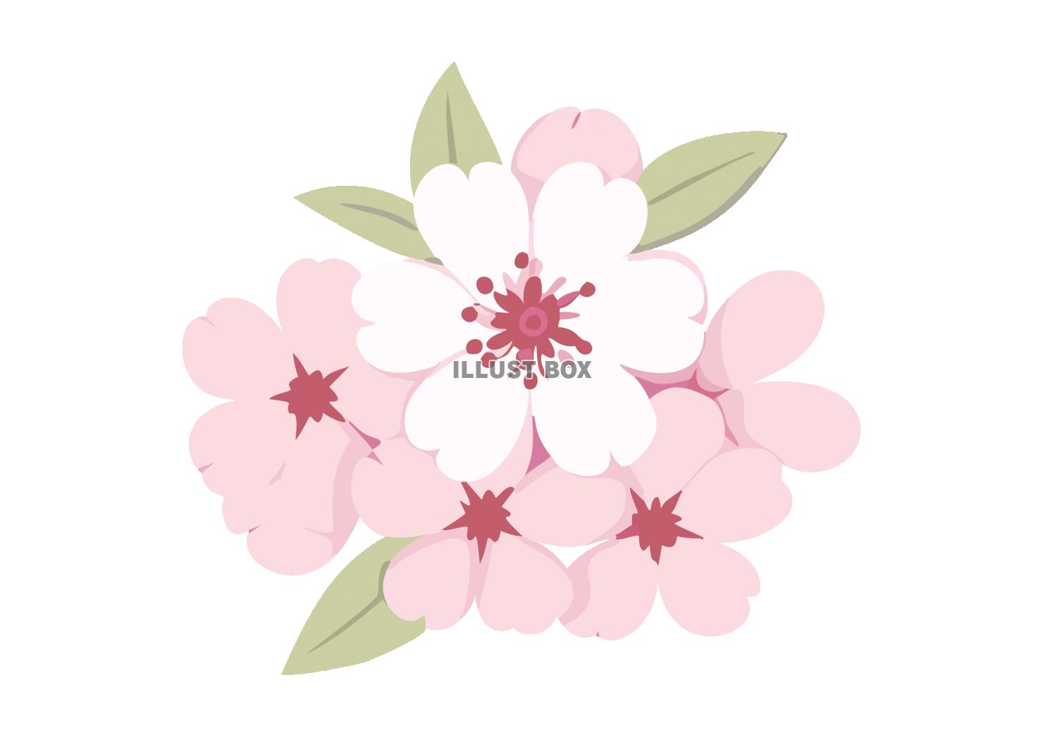 淡い色の桜の花のイラスト素材