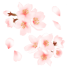 水彩の桜② お花見や卒業式に