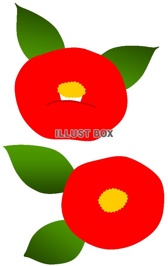 ツバキ（冬～春のお花）　赤３