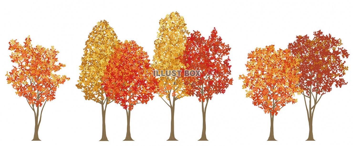 紅葉の街路樹のイラスト