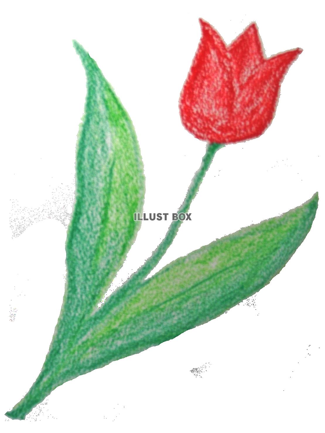 クレヨンで描いたチューリップの花模様イラストpng透過