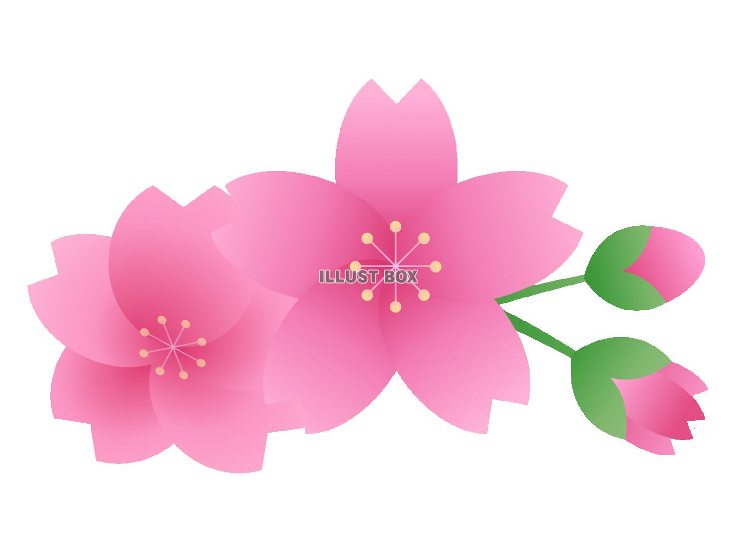 ピンクの桜の花びらのイラスト