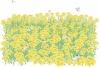 菜の花畑とモンシロチョウ（透過はZIPのCS2EPSをどうぞ）
