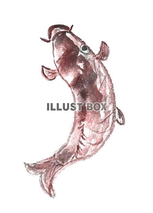 手書きの赤い鯉の水彩画