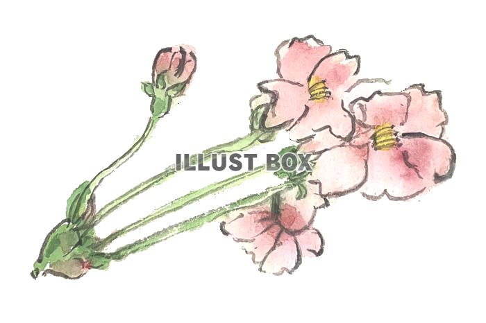 手書きの桜の花の水彩画