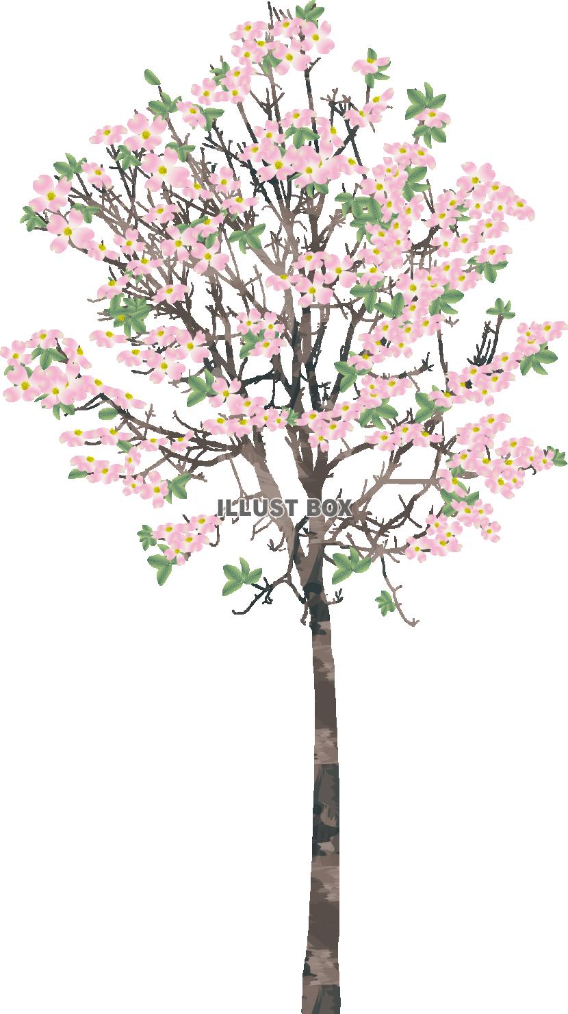 花水木の木ピンク（透過PNG）ZIPにEPSCS2版