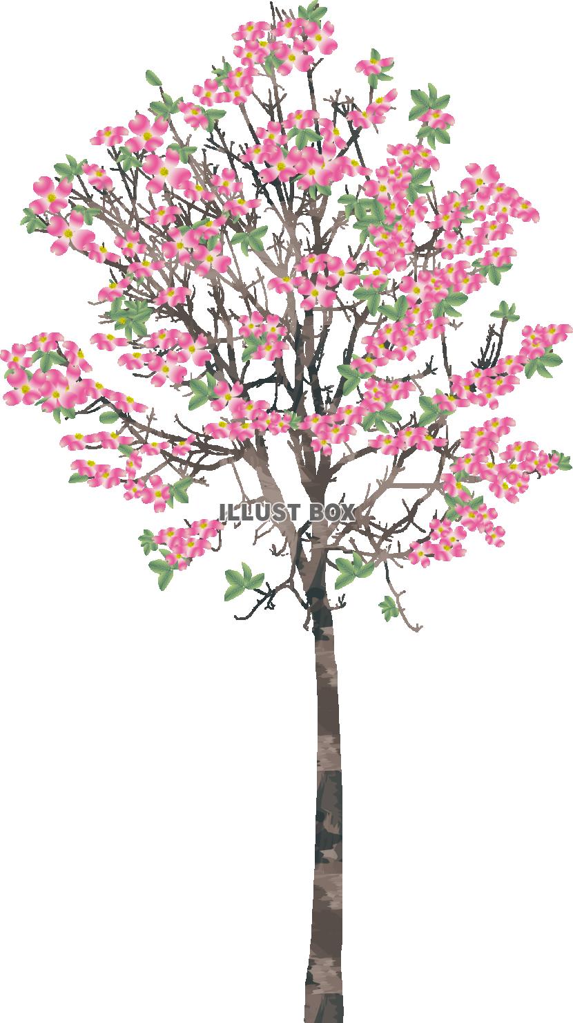 花水木の木　濃ピンク（透過PNG）ZIPにEPSCS2版