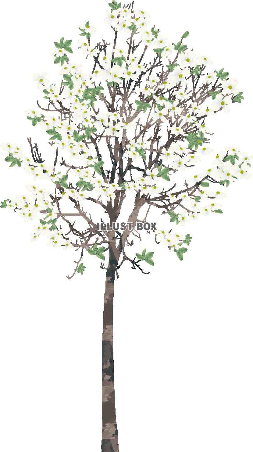 花水木の木　白（透過PNG）ZIPにEPSCS2版