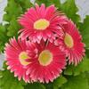 gerbera_mk