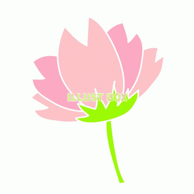 さくら