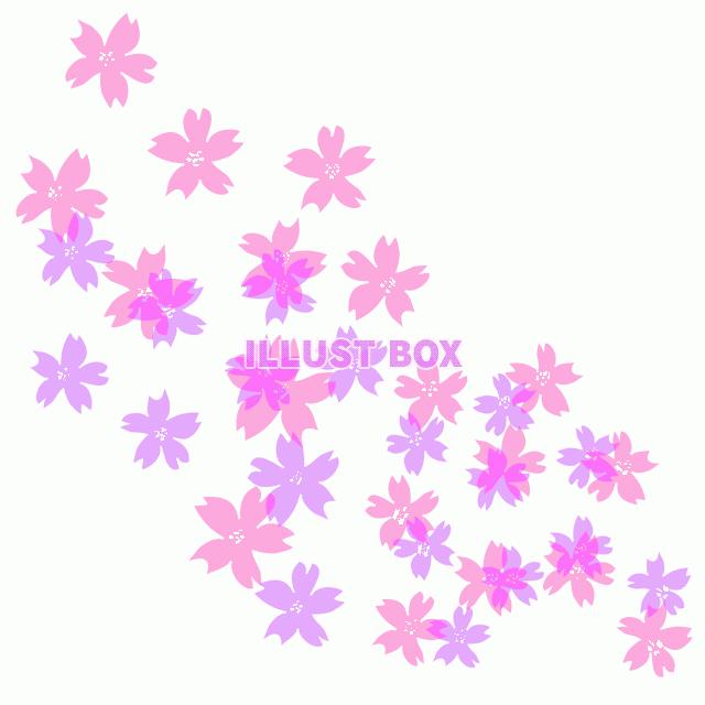 さくら