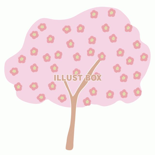 さくら