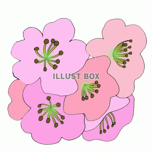 さくら
