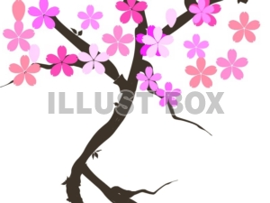 イラスト　桜の木