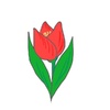 チューリップ　赤色のお花