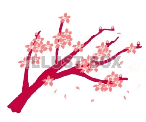 無料イラスト 桜の木