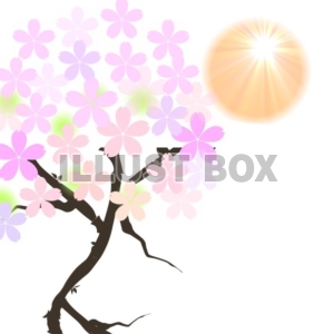 イラスト　陽のあたる桜