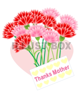 母の日のカーネーション「Thanks Mother 」